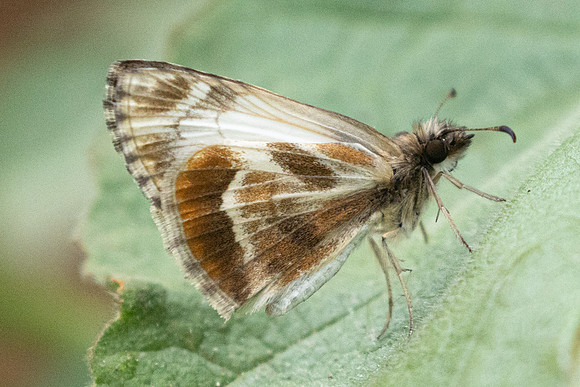 Heliopetes macaira-2575