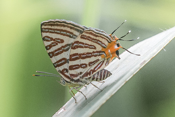 Spindasis lohita senama-4115 - Krabi - 22/11/23
