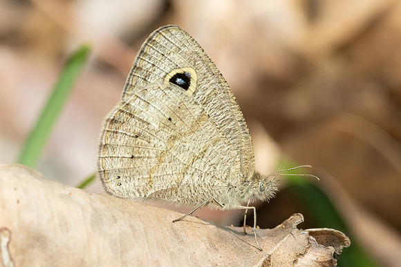 Ypthima similis-4881 - Doi-Inthanon - 23/03/24