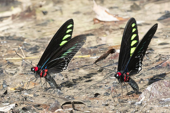 Trogonoptera brookiana-0678