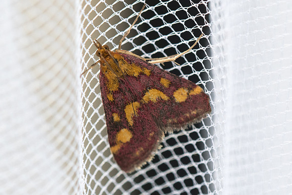 Pyrausta purpuralis-7202