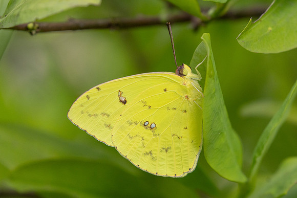 Phoebis sennae-0355