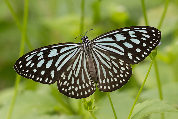 Ideopsis similis-6825 - Sepang - 30/03/25