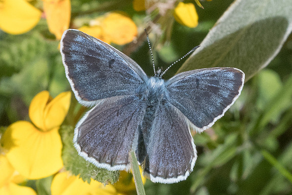 Maculinea arion-2081 - Nevache - 2/07/21