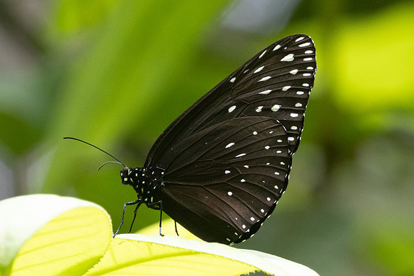 Euploea camaralzeman-8819 - Fraser's Hill - 11/03/25