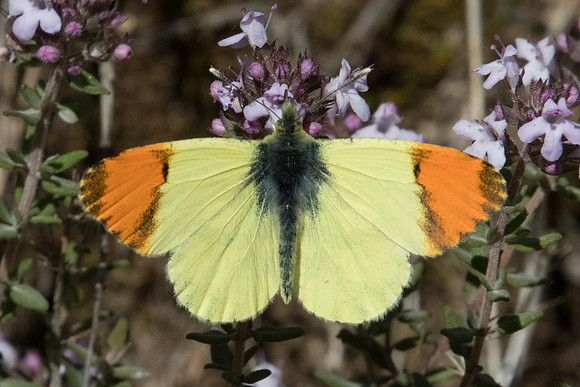 Anthocharis euphenoides-9087 - Belgentier - 13/04/21