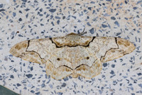 Biston bengaliaria-4677 - Doi Inthanon - 25/03/25