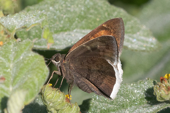 Achalarus toxeus-1055 - Barichara - 8/06/24
