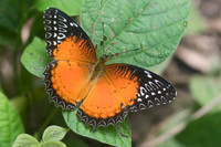 Cethosia biblis-8696 Chiang Dao - 14/11/23