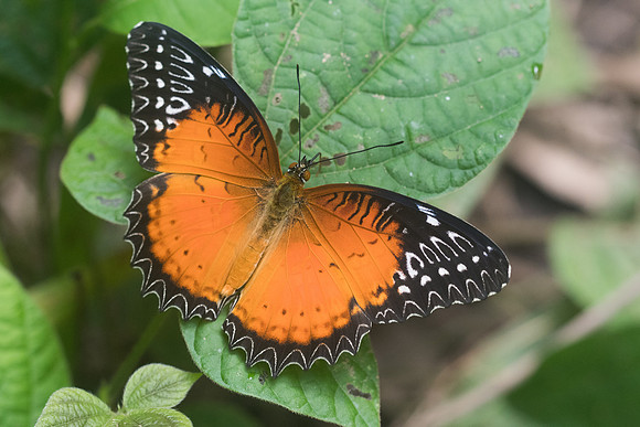 Cethosia biblis-8696 Chiang Dao - 14/11/23
