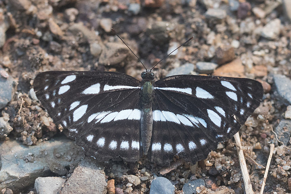 Neptis magadha magadha-9309- Chiang Dao - 14/11/23