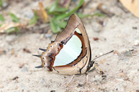 Polyura arja arja-6558