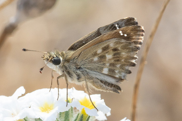 Carcharodus alceae-1800