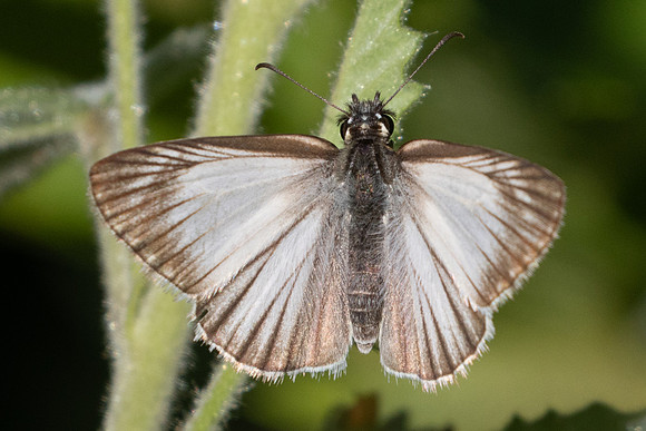 Chiomara asychis-1167