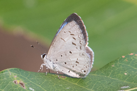 Acytolepis lilacea indochinensis-2334 - Doi-Suthep 8/03/23