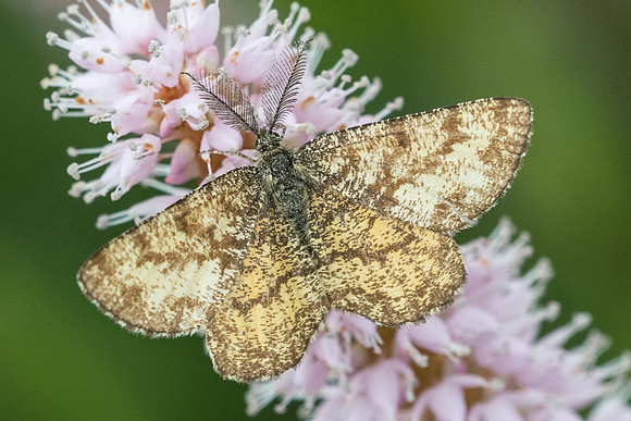 Ematurga atomaria 6874