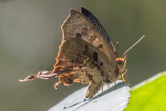 Cheritrella truncipennis-5734- Doi Suthep 1577m - 27/03/25