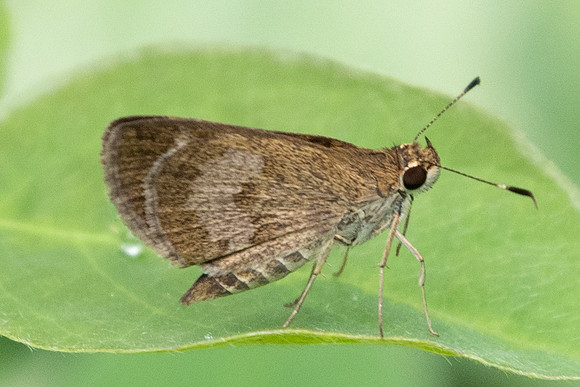 Callimormus saturnus-8360