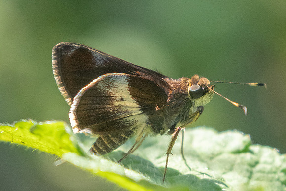 Remella remus-0867 - 8/06/24