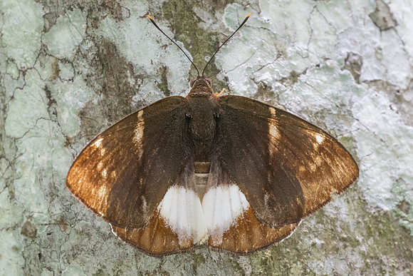 castniomera atymnius nuit-8373