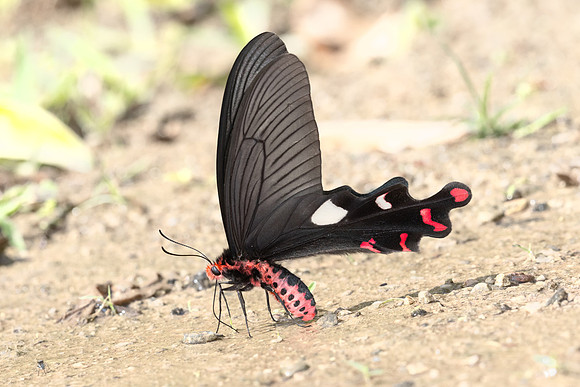 Byasa dasarada barata -4407 - Chiang Dao - 22/03/24
