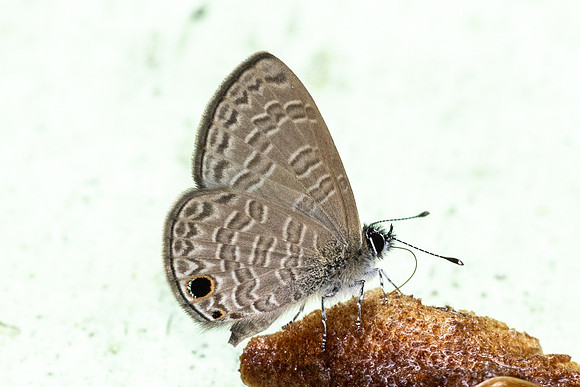 Prosotas dubiosa id --4353 - Chiang Dao - 22/03/24