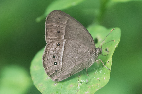 Mycalesis perseoides id--9822 - Chiang Dao - 16/11/23