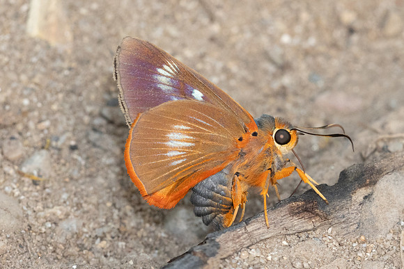 Burara jaina-0311 - Chiang Dao - 16/03/24