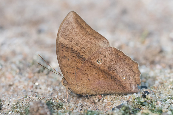 Discophora sondaica-3170 - Chiang Dao - 15/11/23