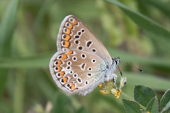 Polyommatus icarus-9641