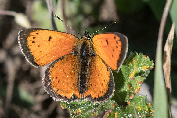 Lycaena ottomanna-1130