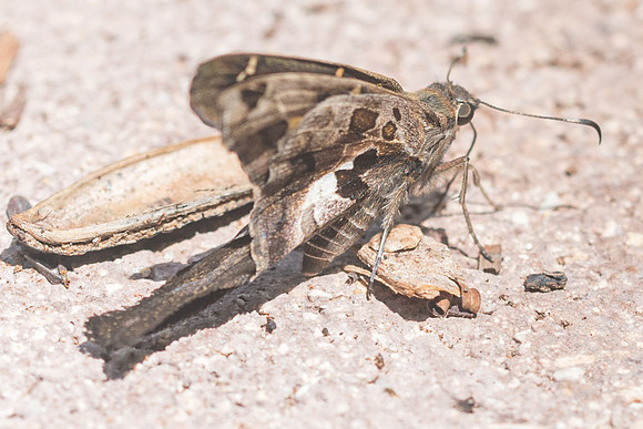 Chioides zilpa-4919