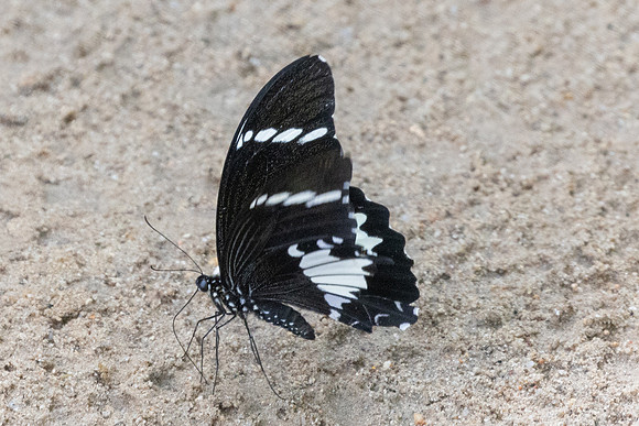 Papilio nephelus-0231