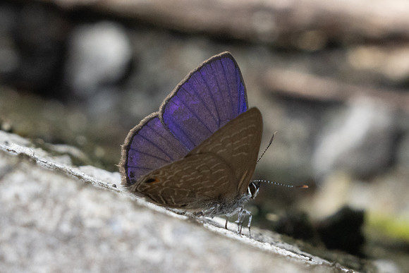 Anthene emolus-9357