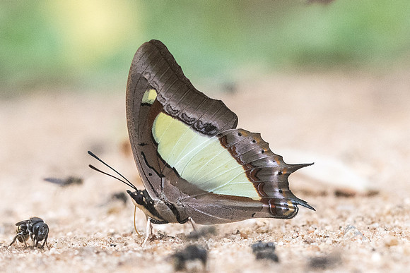 Polyura arja-5672 - Chiang Dao - 12/03/23