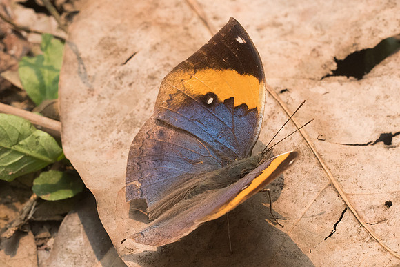 Kallima inachus-3834 - Chiang dao - 12/03/23