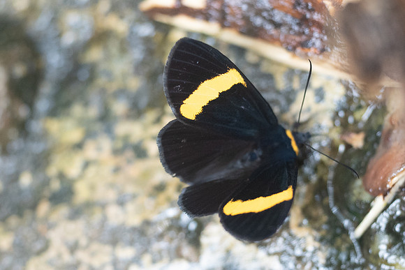 Orthia augias-8804