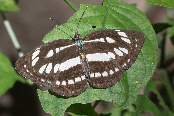 Neptis hylas-2815 - Chiang Rai - 18/11/23