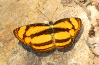 Pantoporia paraka-1481 - Chiang Dao - 18/03/25
