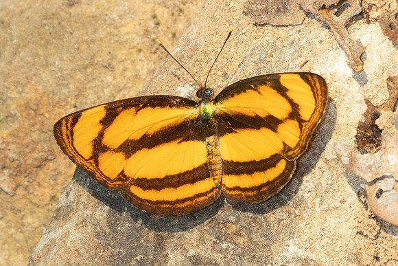 Pantoporia paraka-1481 - Chiang Dao - 18/03/25