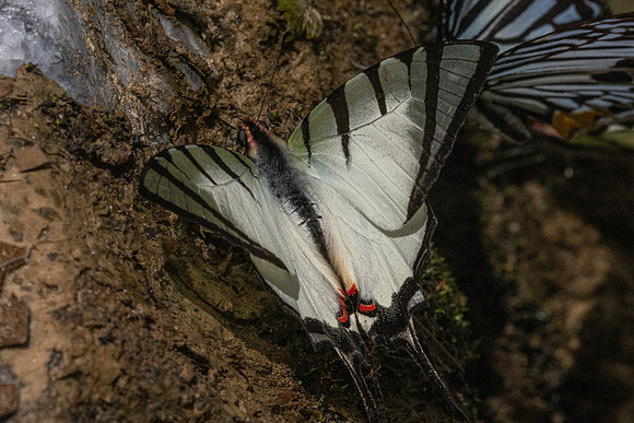 Graphium agetes-8517