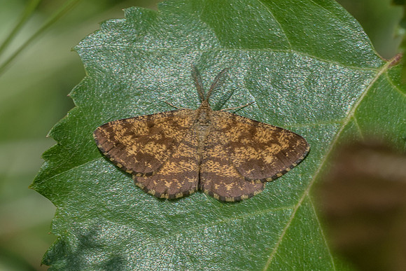 Ematurga atomaria - Précy