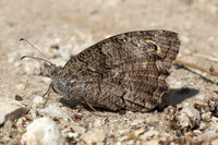 Hipparchia fatua-1499 - Antalya, Goynuk canyon - 19/09/24