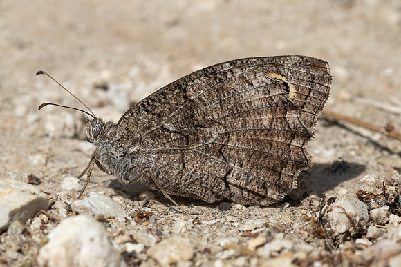 Hipparchia fatua-1499 - Antalya, Goynuk canyon - 19/09/24