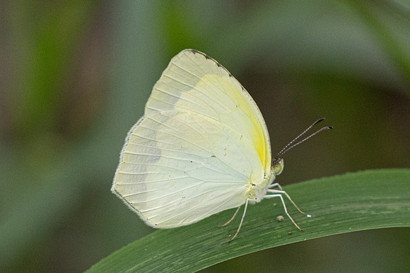 Abaeis arbela -4841 - Jardin - 13/06/24