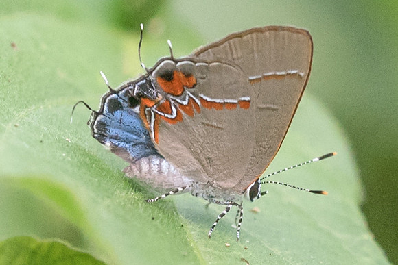 Calycopis quintana-4882