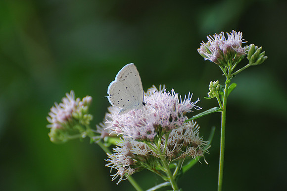 Celastrina argiolus-1