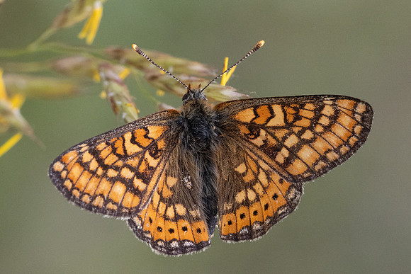 Euphydryas aurinia-8281