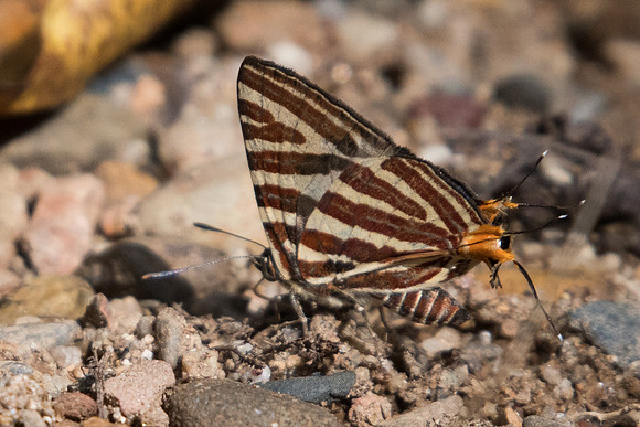 Spindasis seliga id--1179 - Chiang Dao - 16/11/23