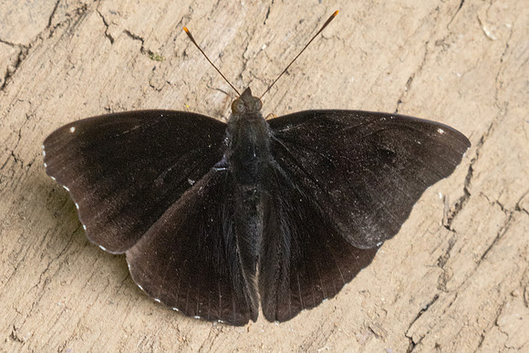 Rohana parisatis-2602